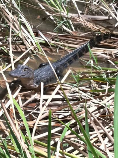 Baby Alligator Encounters