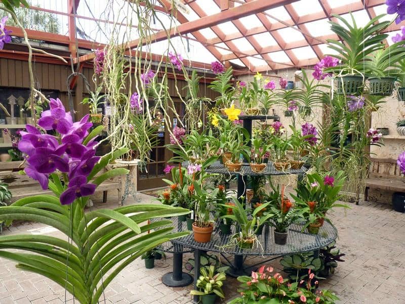 Tranquil Garden Ambiance