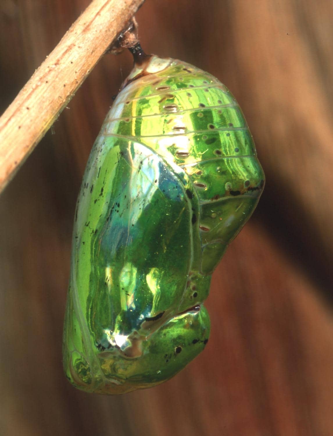 The Enchanting Fairy Wood