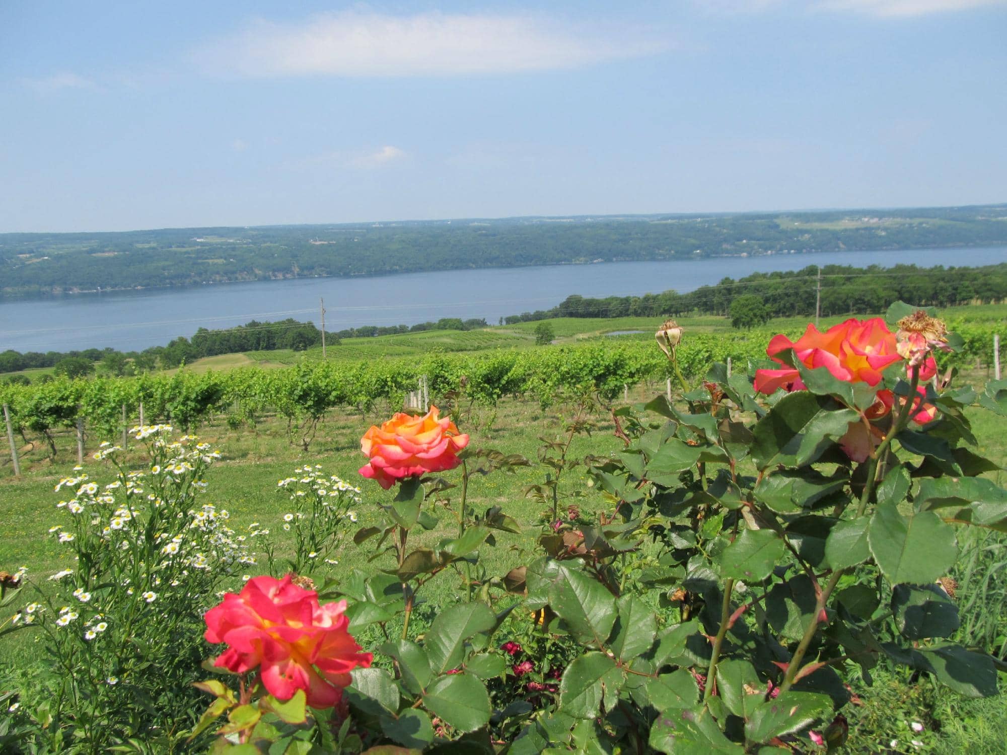 Estate-Grown Wines