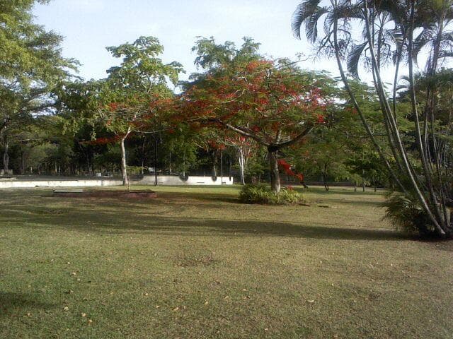 Flamboyan tree