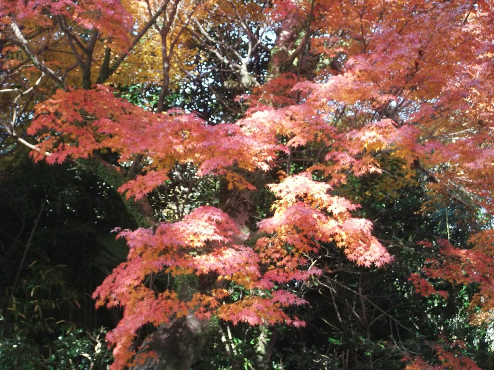 Seasonal Beauty