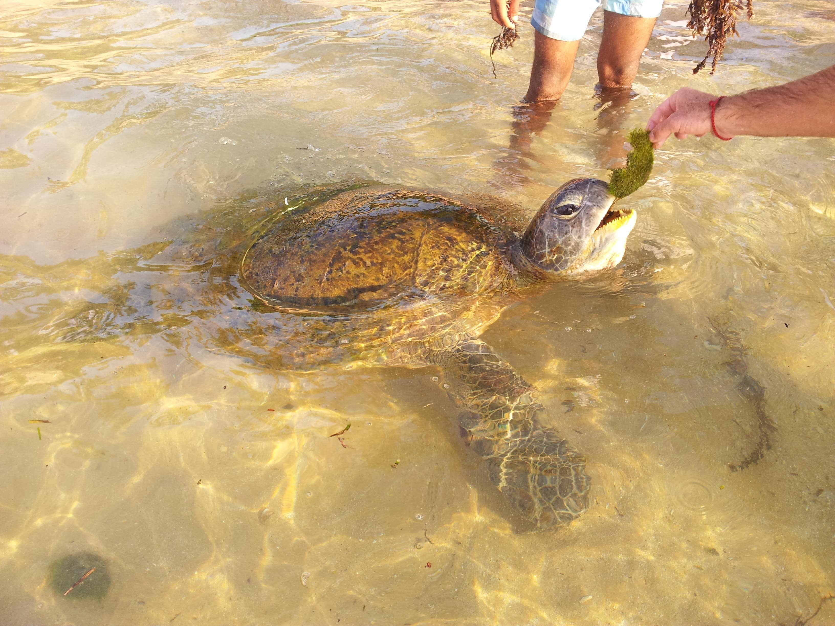 Beach Swimming