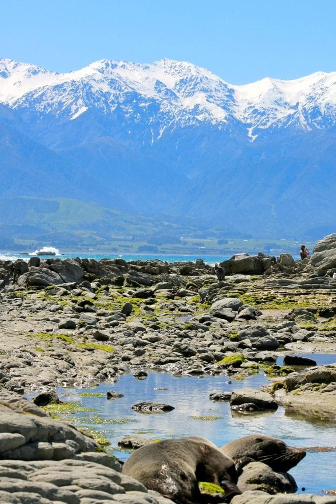Seal and mountains