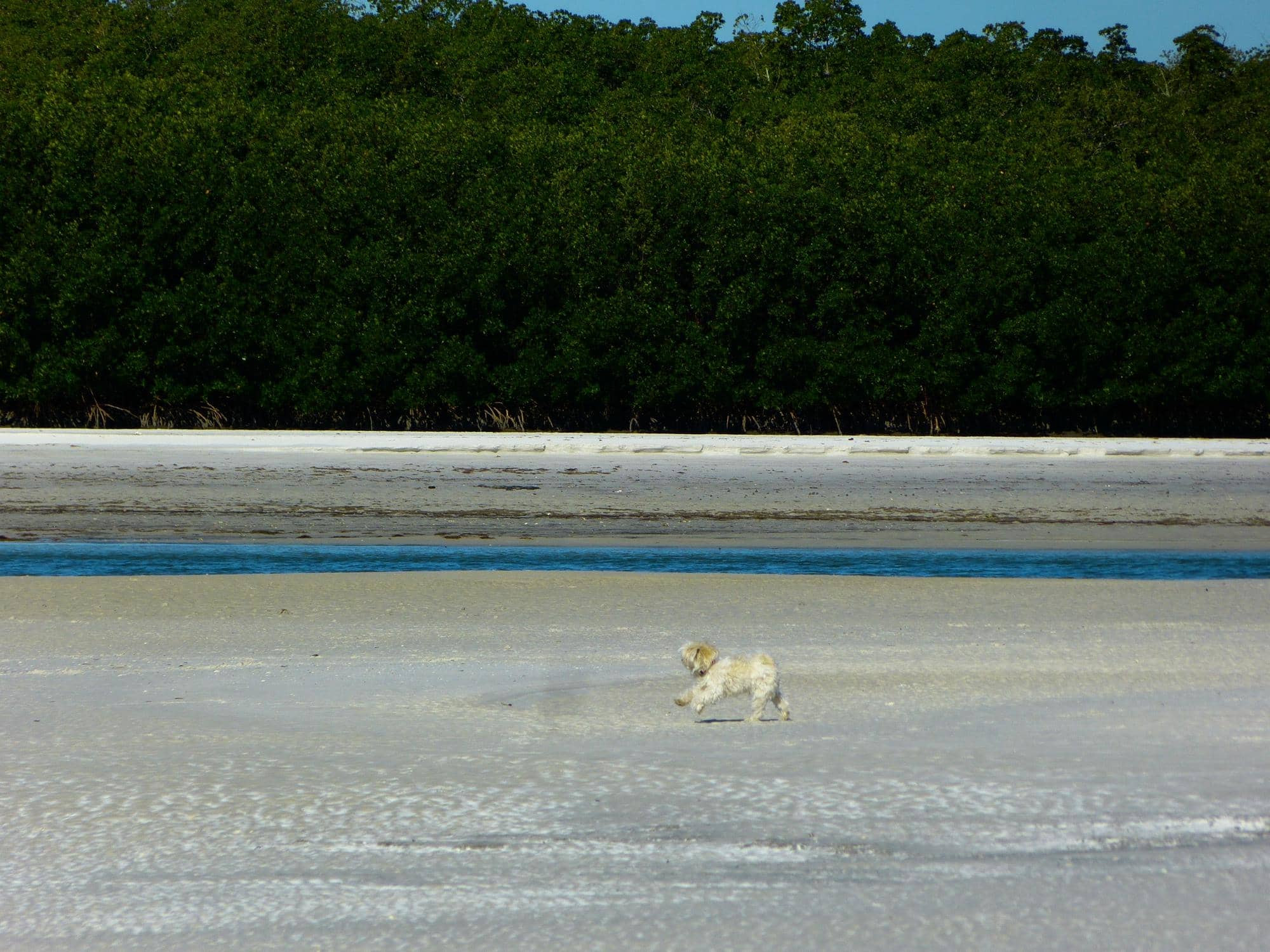 Canine Freedom Zone