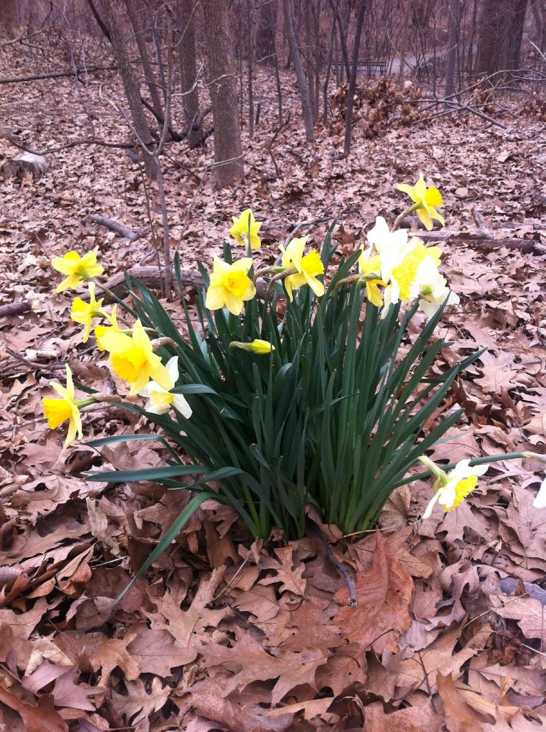 Brooklyn Botanic Garden