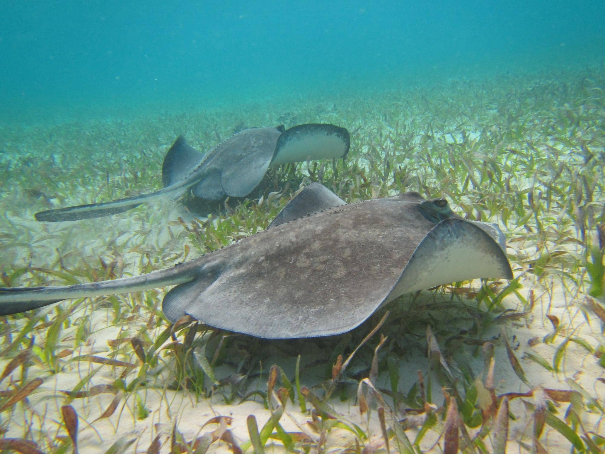 Nurse Sharks at Shark Ray Alley