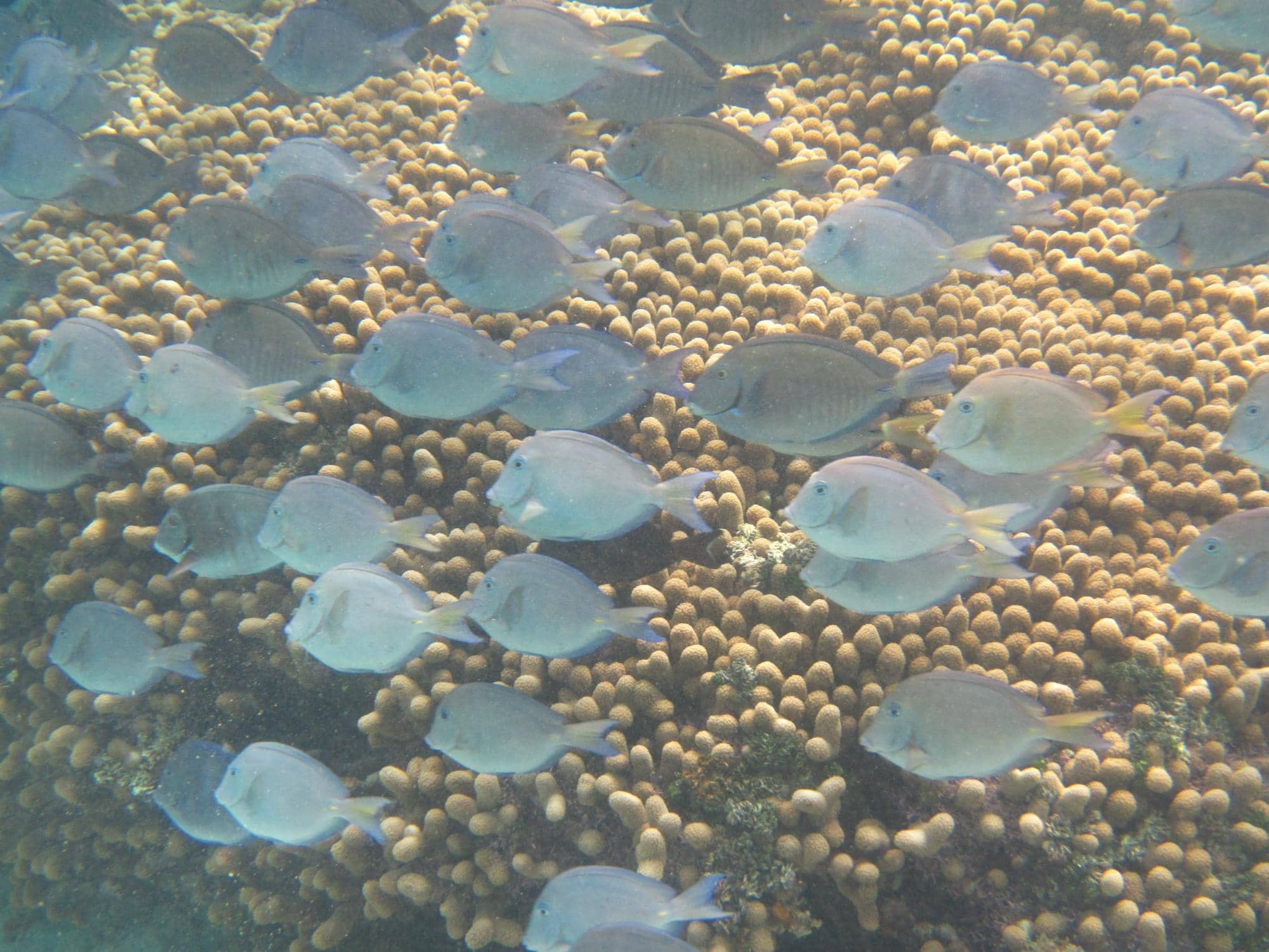 Sea Turtle Sightings