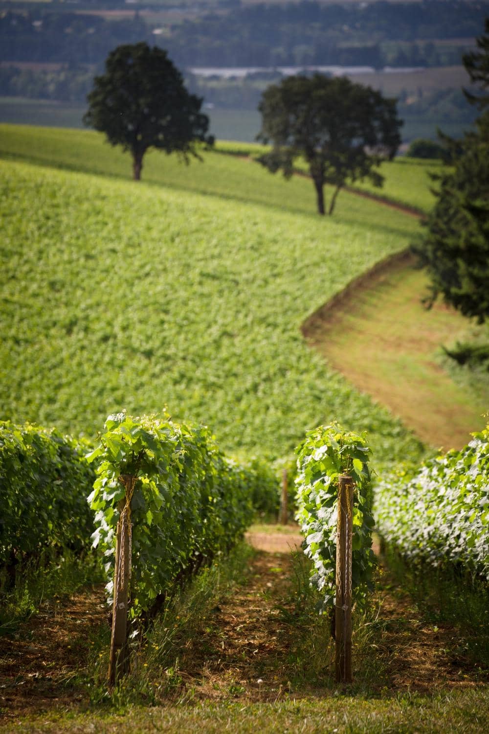 Burgundian-Style Pinot Noir