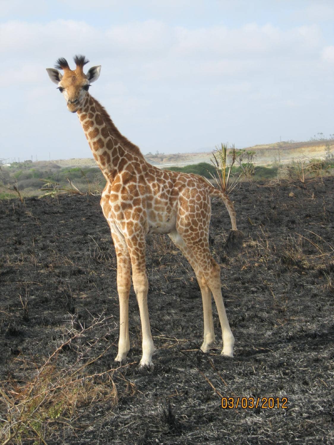 Giraffe Encounters
