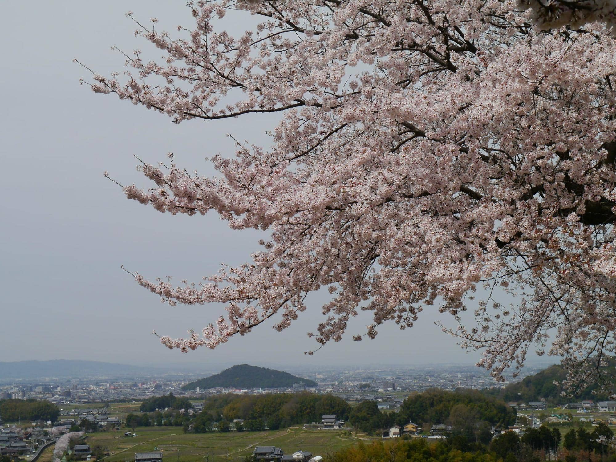 Spring Cherry Blossoms