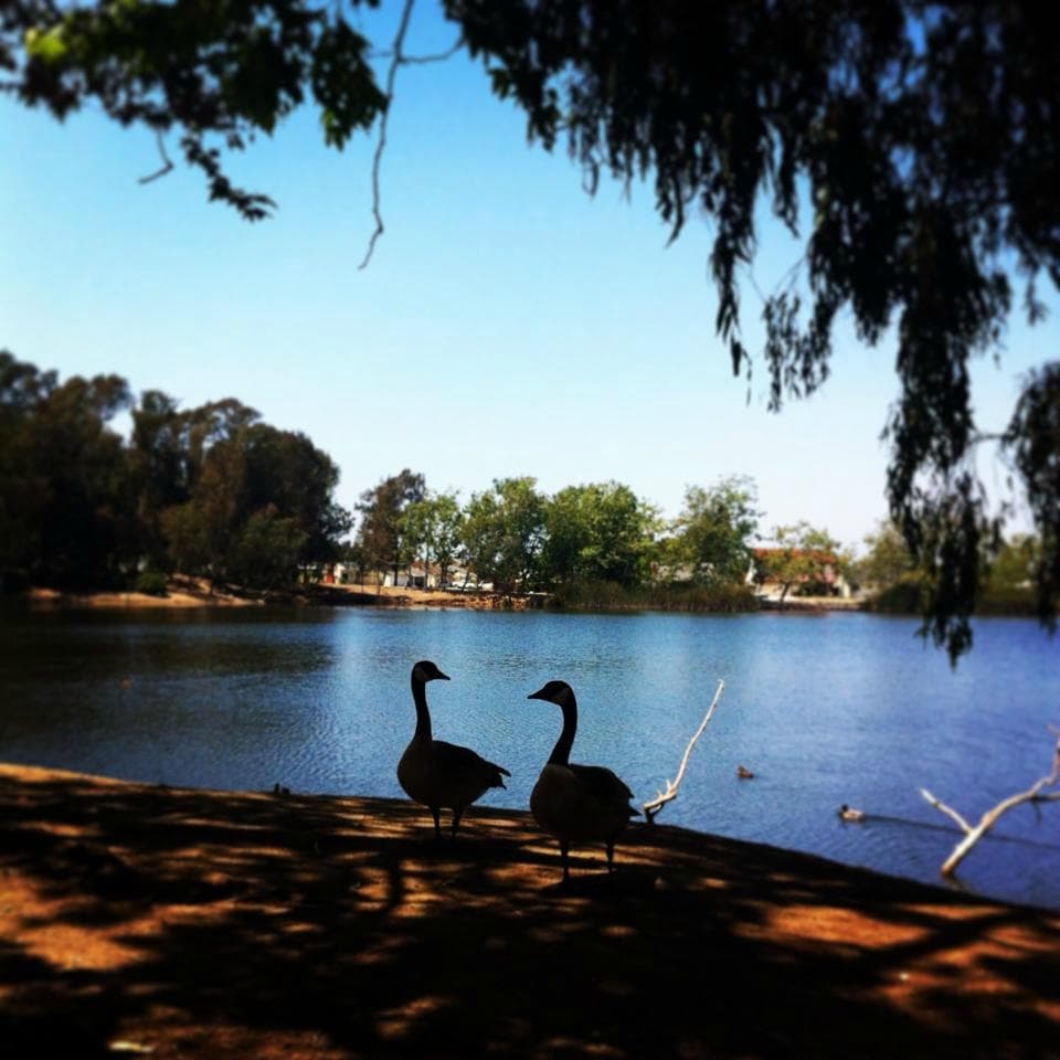 Beautiful Geese. Not afriad of people!