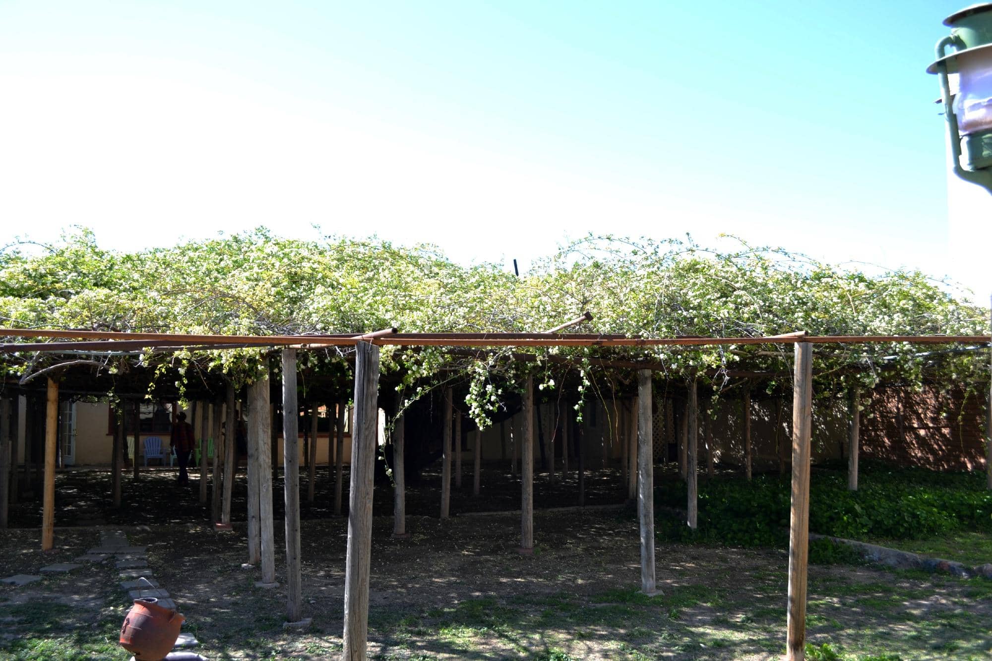 World's Largest Rose Bush