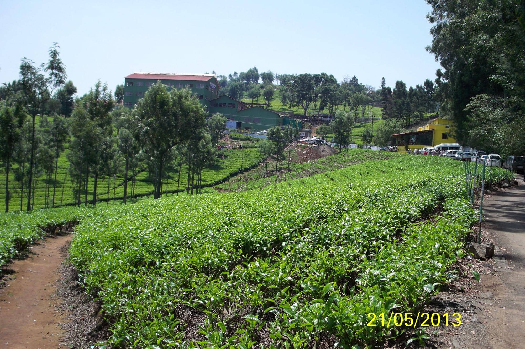 Tea Tasting Session