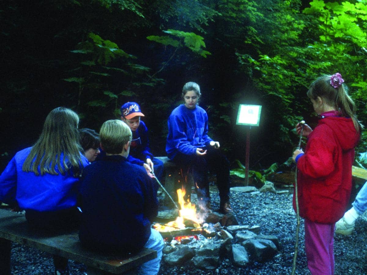 Enchanting Rainforest Setting