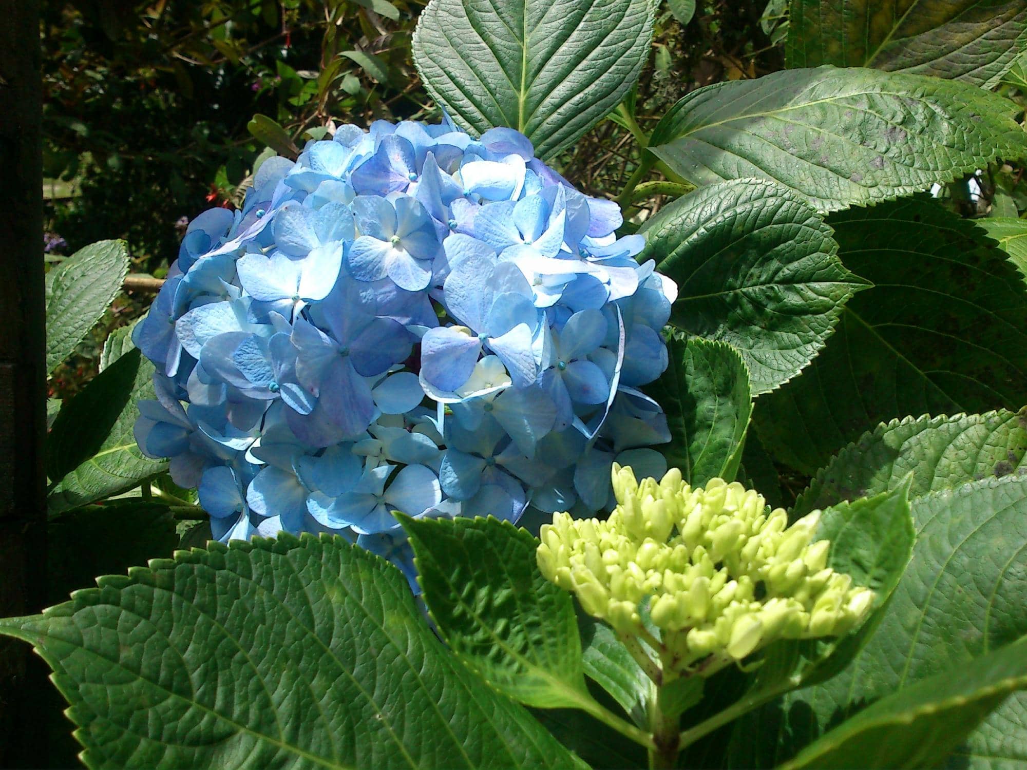 Machu Picchu Viewpoint