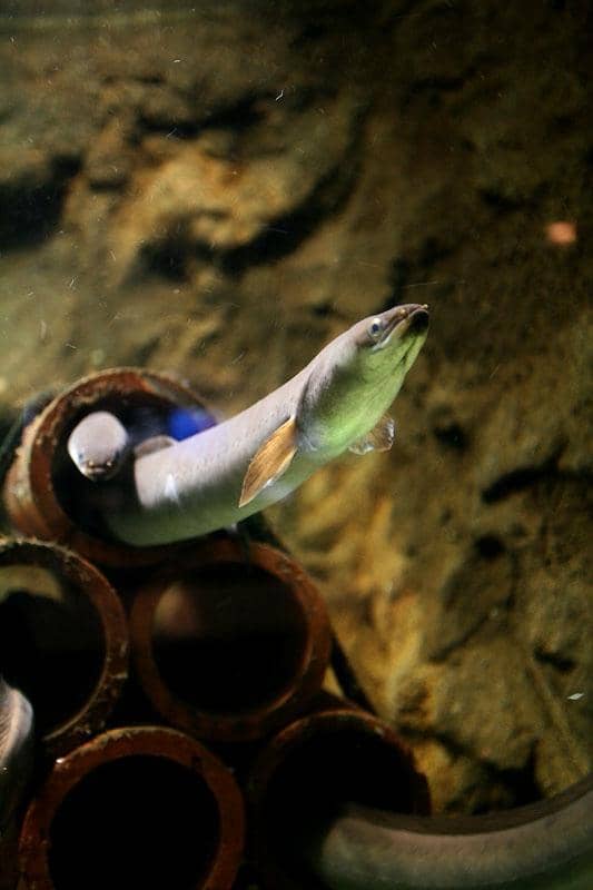 Arakawa River Ecosystem