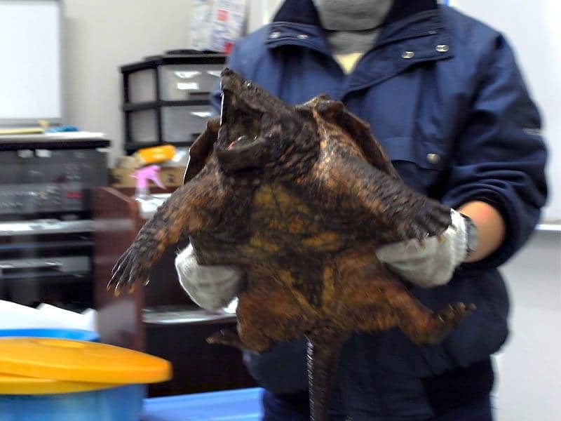 Hollow Aquarium Tunnel