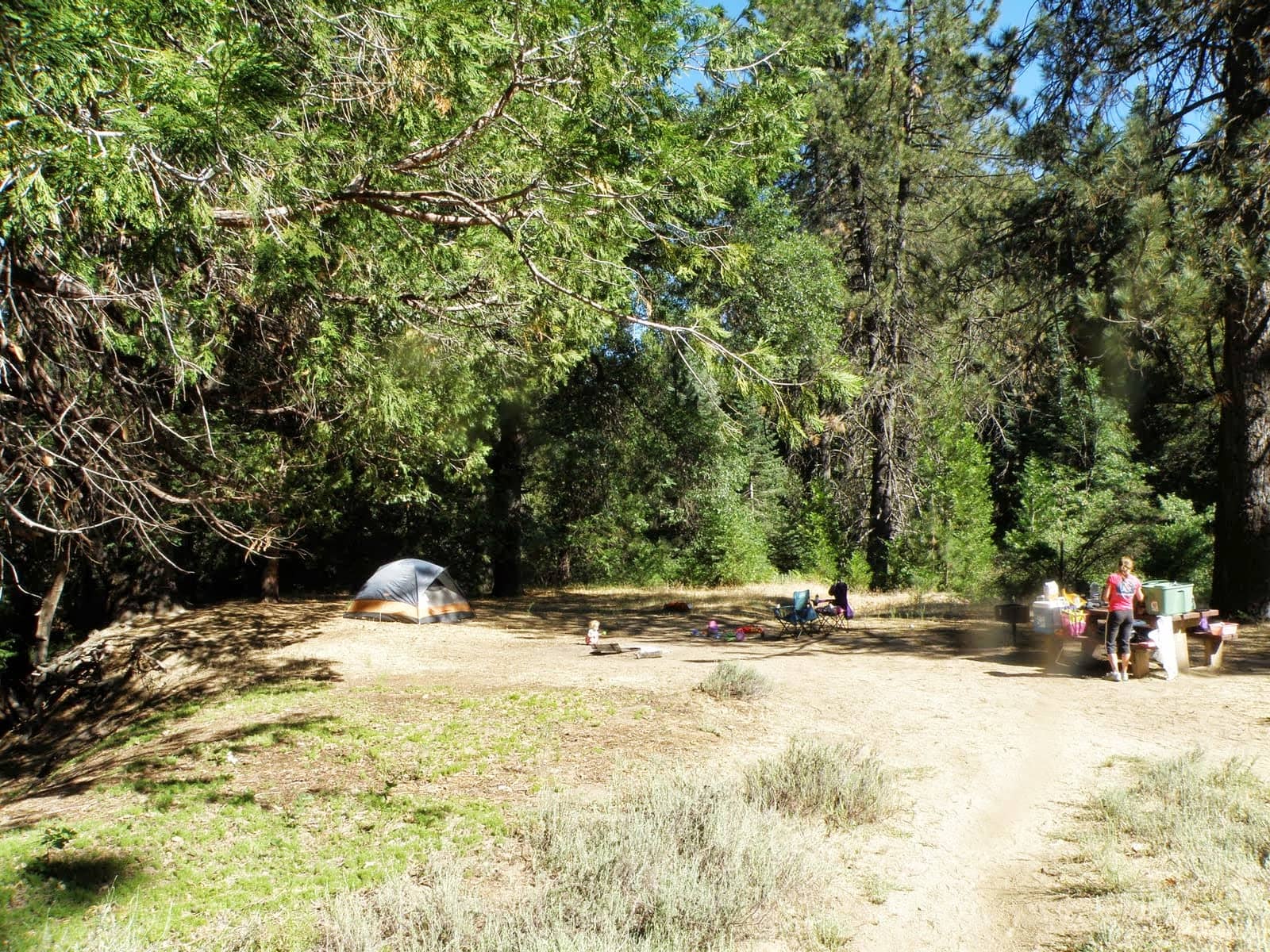 Forest Trails