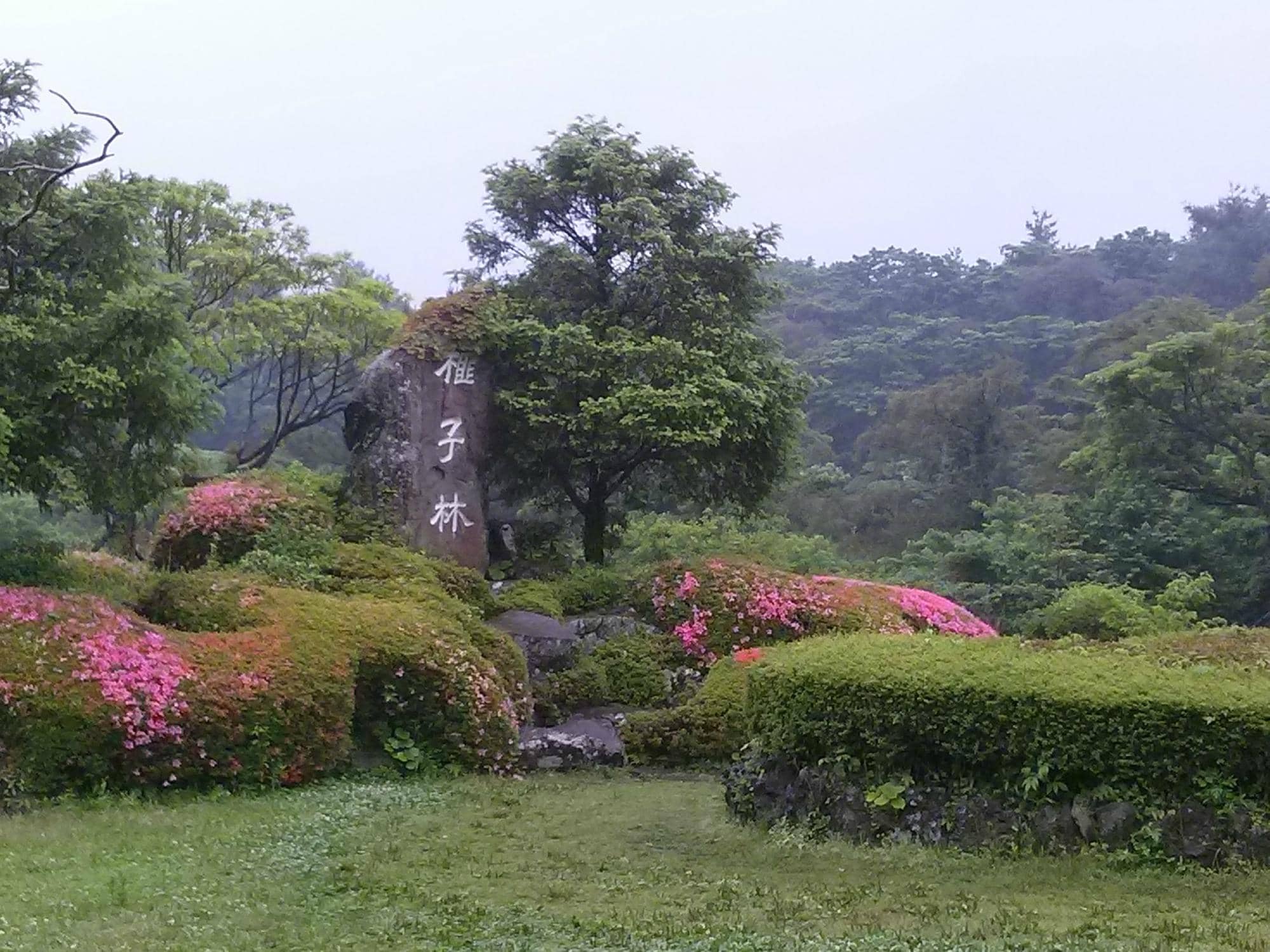 Ancient Nutmeg Trees