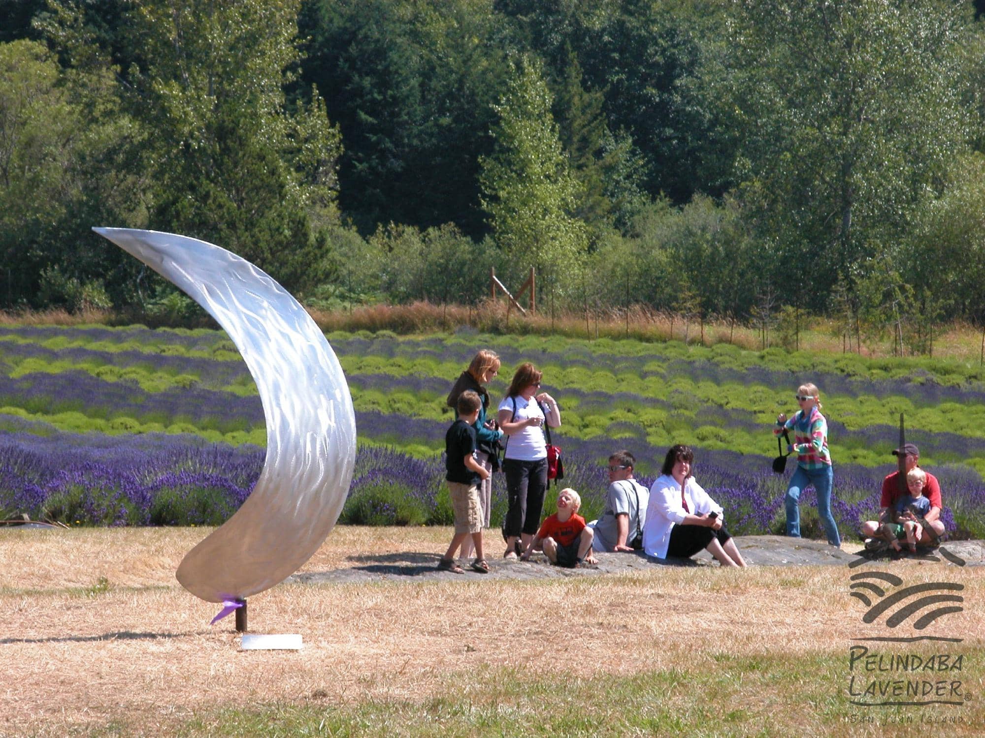Vast Lavender Fields