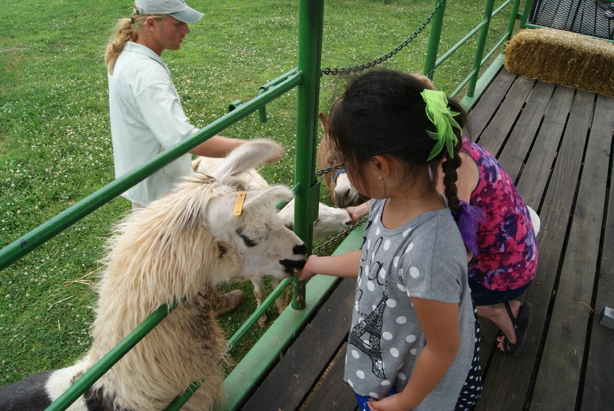 Feeding th Llama on the hay ride!