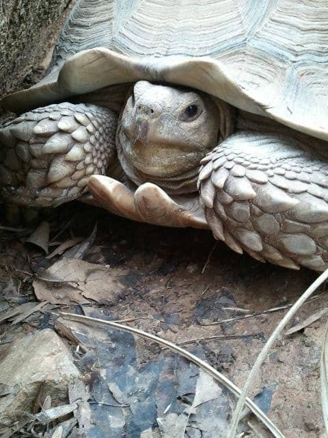 Interactive Farm Animal Feeding