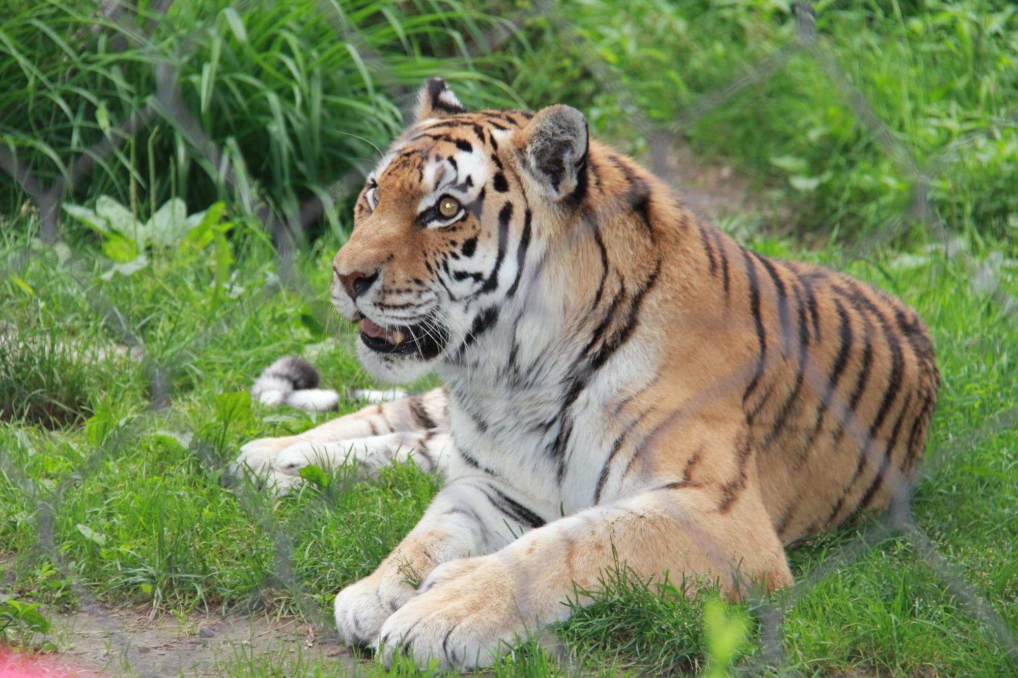 Tiger during tiger show