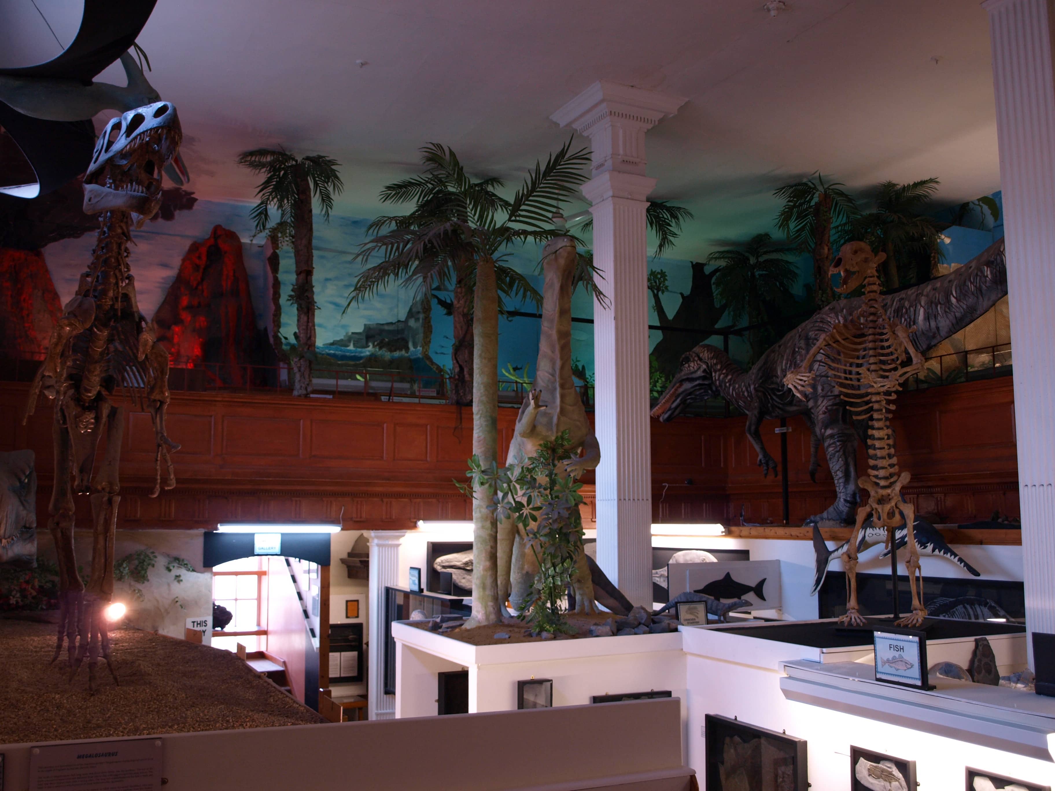 Stuffed Animal & Skeleton Displays