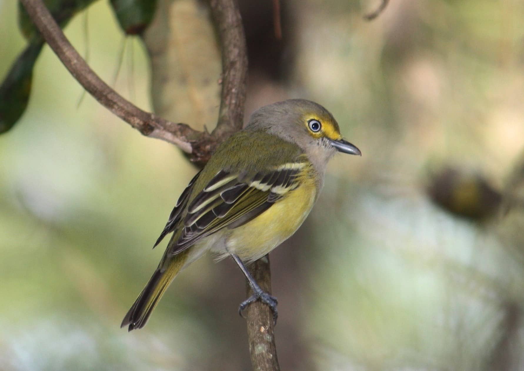 Nature and Wildlife Viewing