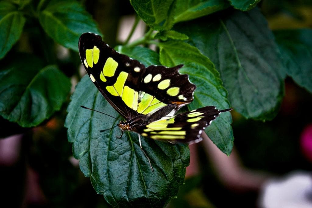 A Butterfly Shot at Pili Palas Nature World