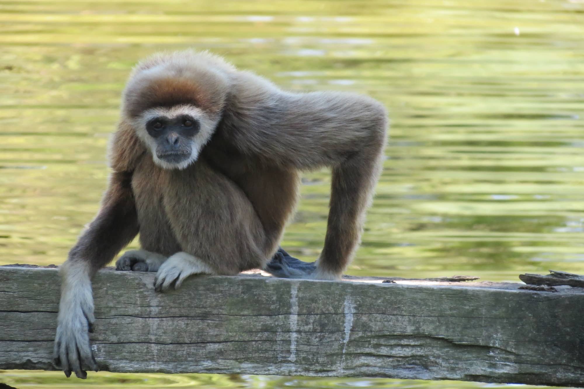 Giraffe Feeding Encounter