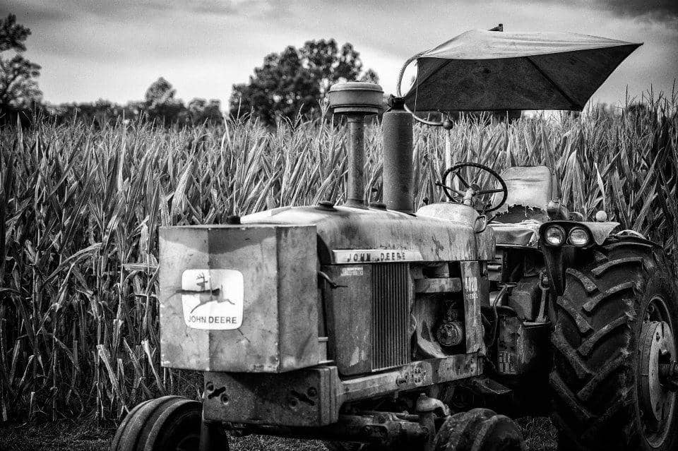 Pumpkin Patch Perfection