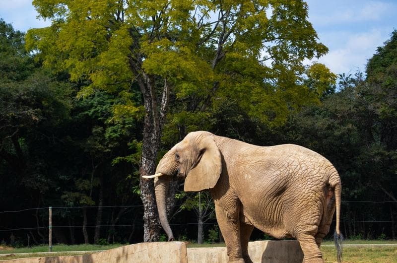 Zoo de BH