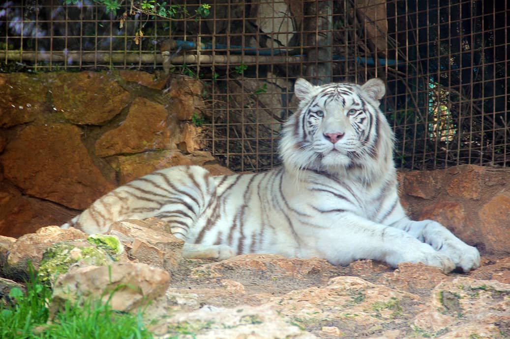 Big Cat Enclosures
