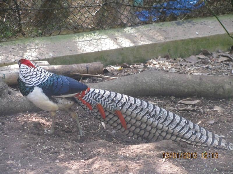 Walk-Through Aviary