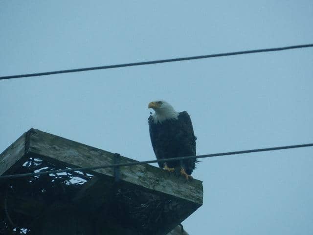 Wildlife Viewing