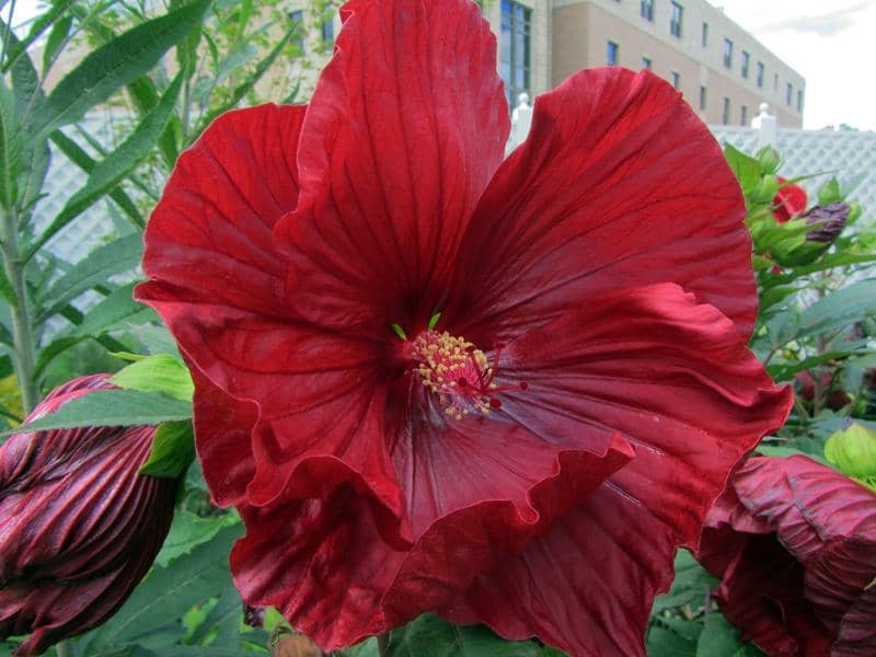Diverse Plant Collections