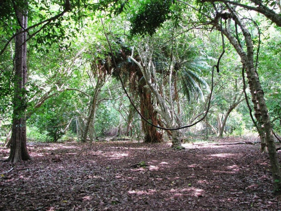 swing tree - great fun