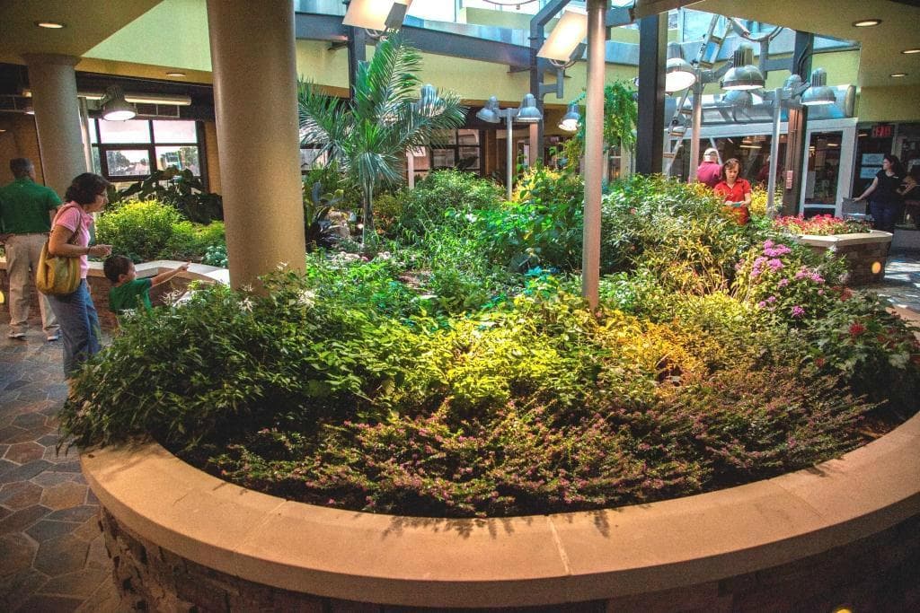 The Butterfly Garden