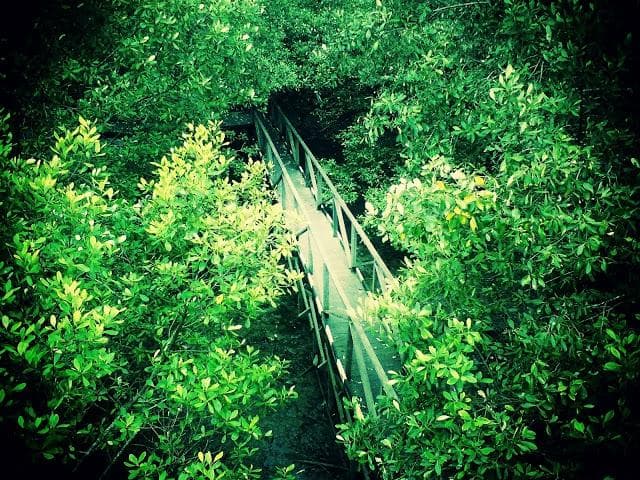 mangrove4