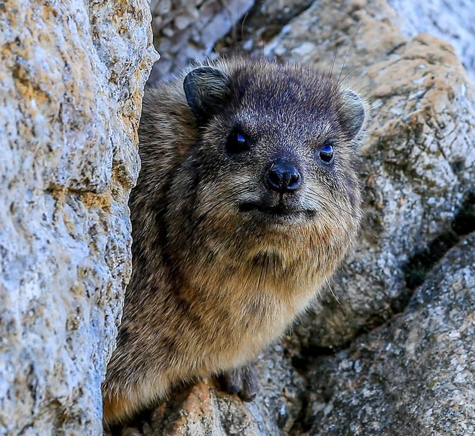 Panoramic Mountain Views