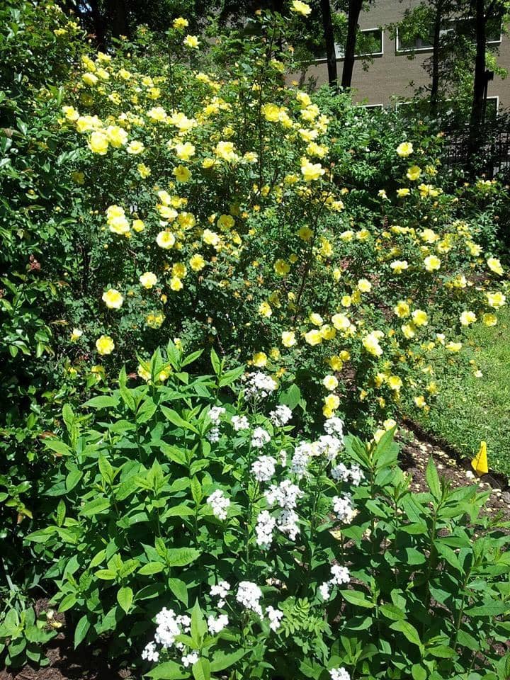 Victorian Garden
