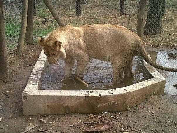 Volunteer Connections