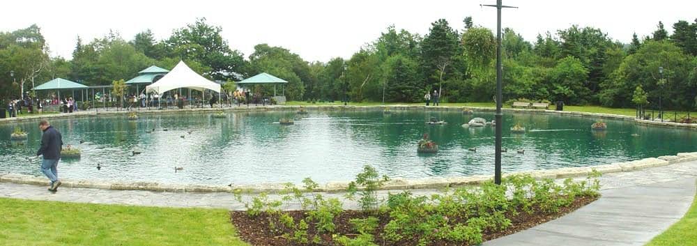 The Duck Pond & Swans
