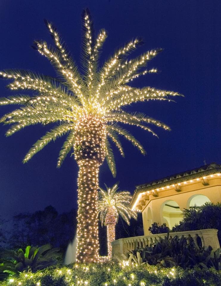 Christmas Date Palm
