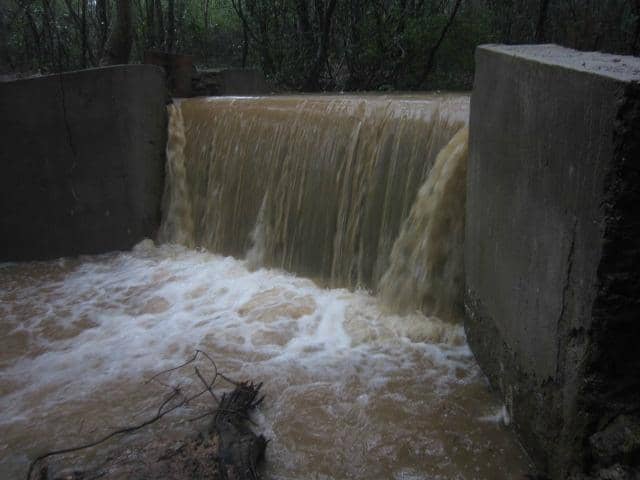 Well-Maintained Arboretum