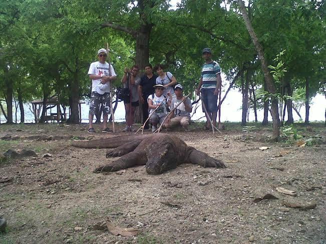 Komodo Dragons