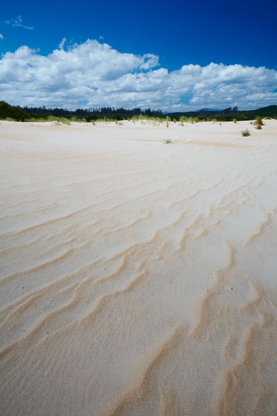 Henty dunes