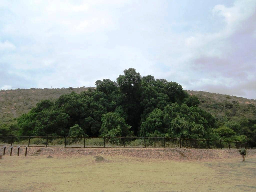 Historic Wonderboom Fort